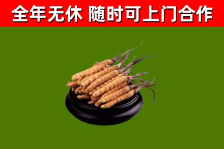 开平市回收散虫草