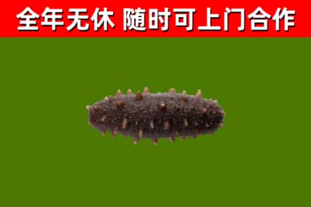 开平市回收海参干